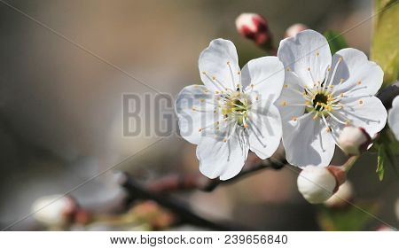 Spring Natural Blurred Background With White Flowering Spring Blossom. 
Blossoming Cherry Close-up.