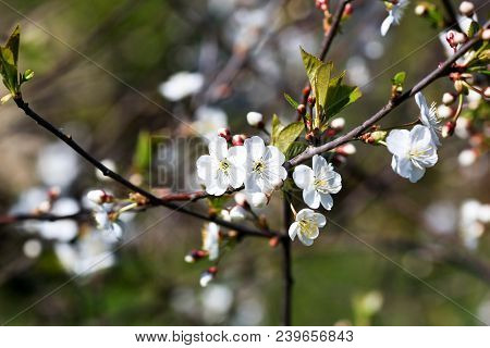 Spring Natural Blurred Background With White Flowering Spring Blossom. 
Blossoming Cherry Close-up.