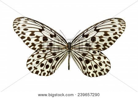 Idea Hypermnestra Isolated On A White Background