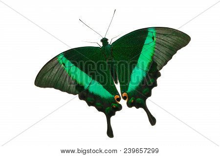 Emerald Swallowtail Butterfly (papilio Palinurus) Isolated On White Background