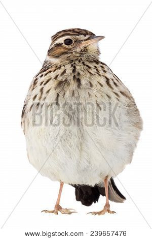 Wood Lark (lullula Arborea) Distorted By A Wide-angle Close-up, Isolated On A White Background