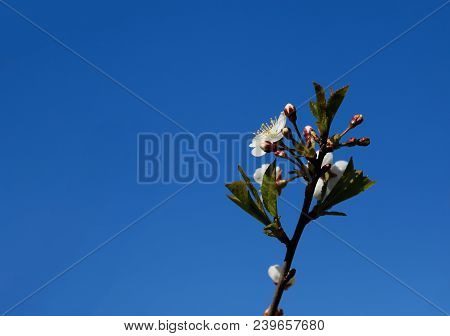 Spring Flowering Plum Blossom Against A Blue Sky Background.
Blossoming Cherry Close-up.