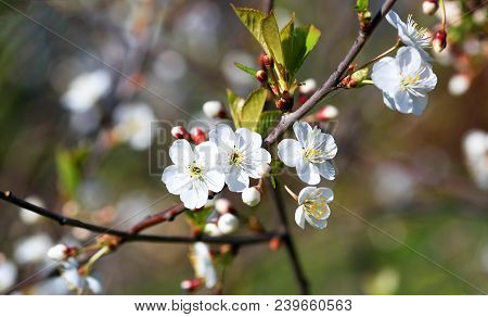 Spring Natural Blurred Background With White Flowering Spring Blossom. 
Blossoming Cherry Close-up.