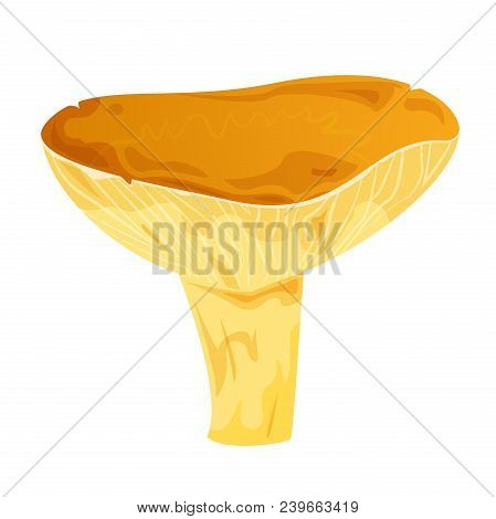 Lactarius Resimus Edible Mushroom, Vector Illustration Isolated From Background