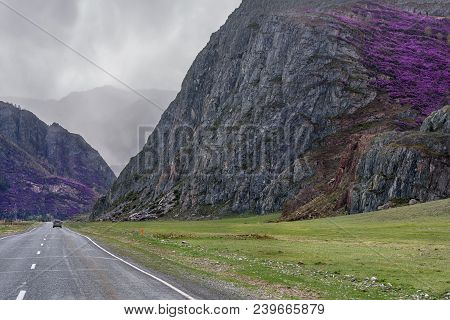 Asphalt Road In The Mountains With Fog And Purple Rhododendron Flowers On The Slopes Of The Mountain
