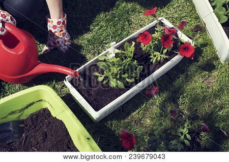 Watering Planted White And Red Ipomeas. Spring Time