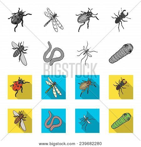 Arthropods Insect Mosquito, Bee.earth Worm, Caterpillar, Vermicular Set Collection Icons In Monochro