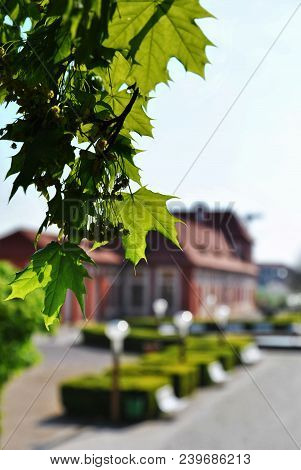 Old Chateau Thru Leafs - Prague - Europe