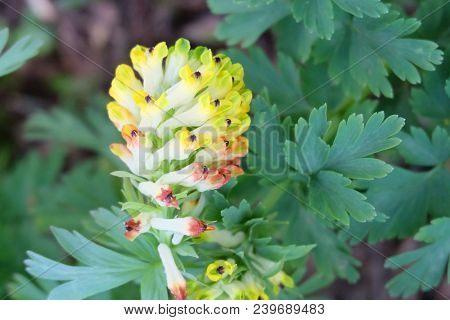 Forest Plant Corydalis Nobilis ( Birthwort)  In The Botanical Garden