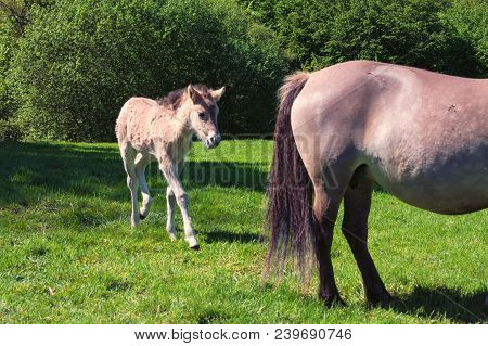 Wild Horses In Neandertal. Tarpan Is A Eurasian Wild Horse Obtained By Re-breeding.