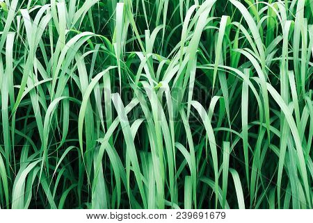 Front View Dark Green Sedges (carex) Grass Leaves, Bush Closeup, Abstract Botanical Background.