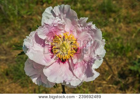 Close Up Of Rare Pink Paeonia Rockii Flower In The Garden