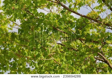 The Branches Of Green Tree In Summer On A Sunny Day