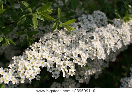 White Spiraea Thunbergii Bush Or Thunberg Meadowsweet. Beautiful Spring Flowers