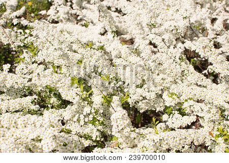 Spiraea Thunbergii Flowers