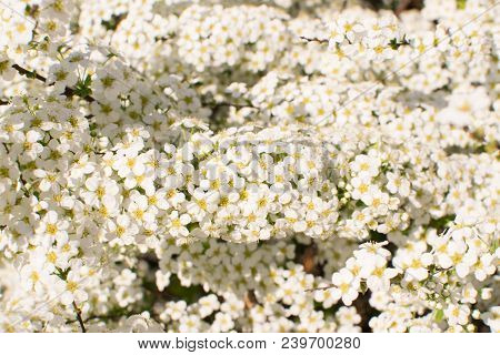 Spiraea Thunbergii Flowers