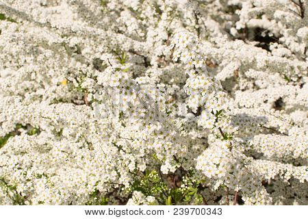 Spiraea Thunbergii Flowers