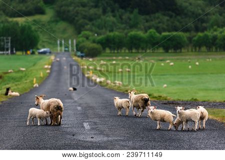 Sheeps on icelandic road. Iceland Europe