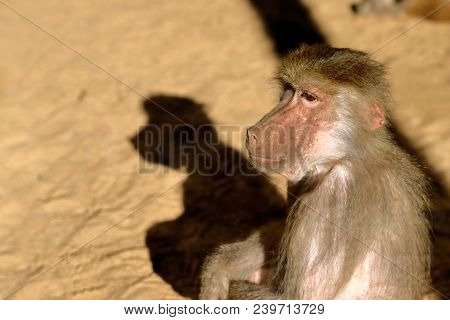 Close-up Of Old World Hamadryas Baboon Pavian Monkey.