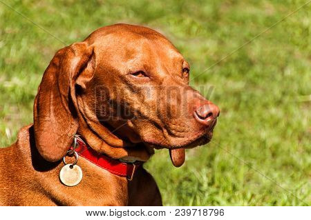 Hungarian Vizsla Dog Portrait In The Nature. Hungarian Pointer Vizsla, Sniffing On Hunt. Dog A Loyal