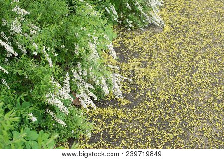Spiraea Thunbergii Flowers