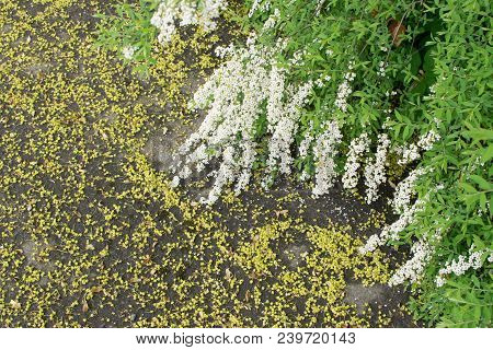 Spiraea Thunbergii Flowers