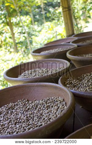 Coffee Plantation In Bali Indonesia. Coffee Beans