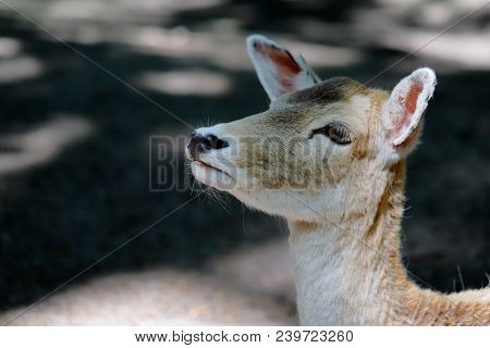 Portrait Of Fallow Deer (dama, Dama) On The Forest. Phtography Of Wildlife.