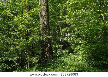 The Picture Space Is Made Up Of Thousands Of Variously Illuminated Leaves