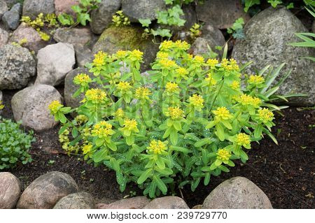 Rockery. Euphorbia Polichroma Is Commonly Called The Cushion Spurge.