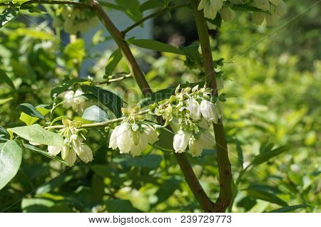 Northern Highbush Blueberry Also Called: Blue Huckleberry, Tall Huckleberry, Swallow Huckleberry, Hi