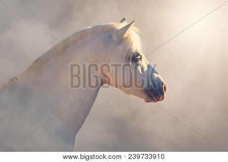 Portrait Of White Little Pony Horse Isolated On The Perlino Gradient Background