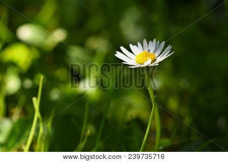Springtime. Beautiful Blooming Daisies In Spring Meadow. Abstract Blurred Background.