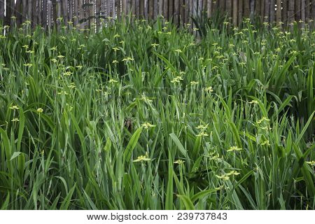 Mini Yellow Flower Bloom In Home Garden, Stock Photo