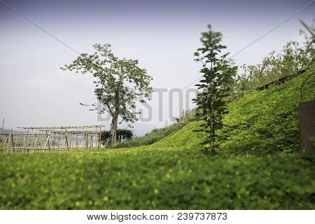Mini Yellow Flower Bloom In Outdoor Garden, Stock Photo