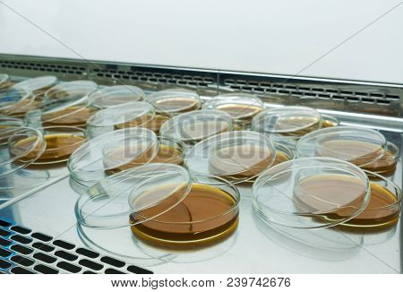 Finished Petri Dishes In Laminar Boxing. Preparation For The Experiment In The Laboratory. Nutrient 