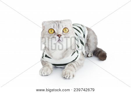 The Cat In Top On White Background