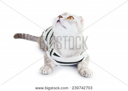 The Cat In Top On White Background