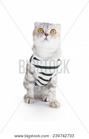 The Cat In Top On White Background