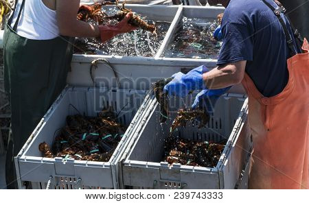 Two Fishermen In Main Are Sorting The Fresh Lobsters That They Caught In To Seperate Bins By Size Ju