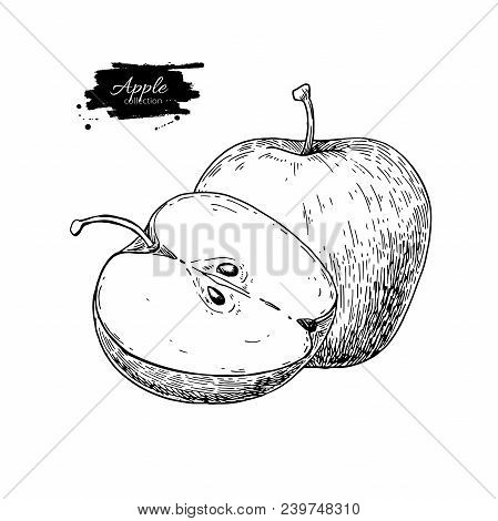 Apple Vector Drawing. Hand Drawn Fruit And Sliced Pieces. Summer Food Engraved Style Illustration. D