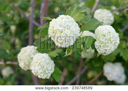Flowers Of Viburnum Carlesii, Ornamental Garden Varietie