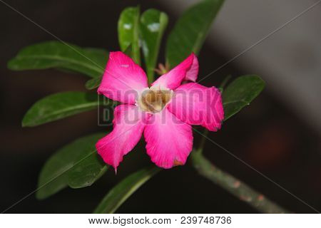 Mandevilla sanderi flower. Natural Mandevilla sanderi flower landscape, closeup of Natural Mandevilla flowers blooming in spring garden. Sunny spring nature view of Mandevilla flowers flowers under sunlight