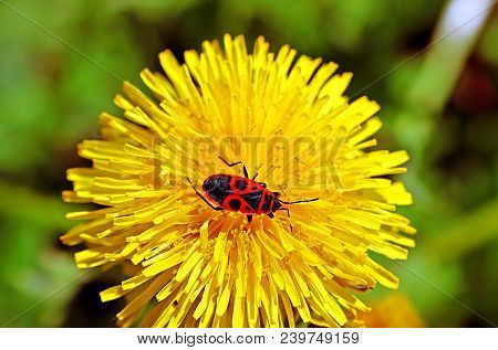 Firebug (pyrrhocoris Apterus) Insect On The Dandelion In The Springtime