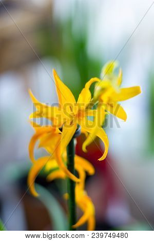 Yellow Miltonia Orchid, Beautiful And Fresh On The Window.
