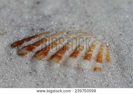 Close-up Of An Atlantic Giant Cockle Shell, Dinocardium Robustum, Found Buried In Sand Near Naples, 