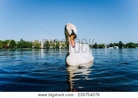 Cute White Grace Swan Anteverted Head On The Alster Lake On A Sunny Day In Hamburg.