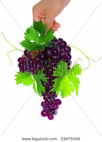 Rama de uvas negras Hold en la mano.