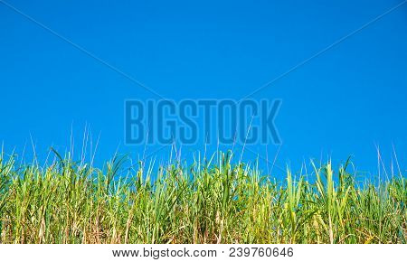 Green Grass And Blue Sky Photo. Sunny Green Field Under Clear Blue Sky. Summer Banner Template With 