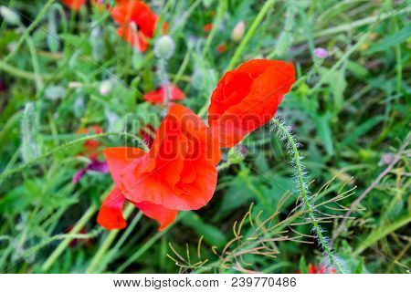 Poppy Flowers In The Clearing. Blooming Red Wild Poppy. Red Poppy Flowers.